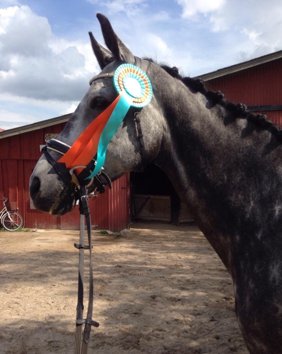 Dansk Varmblod Venita højvang billede 4