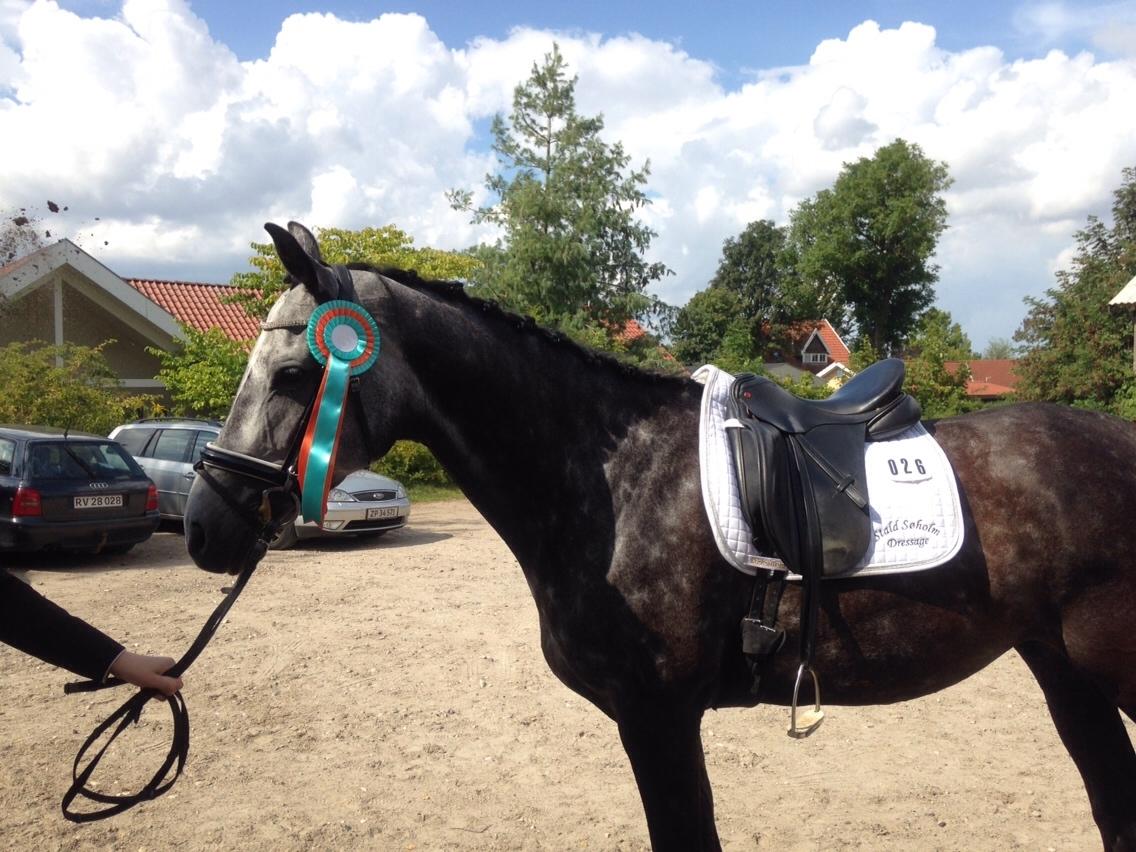 Dansk Varmblod Venita højvang billede 14