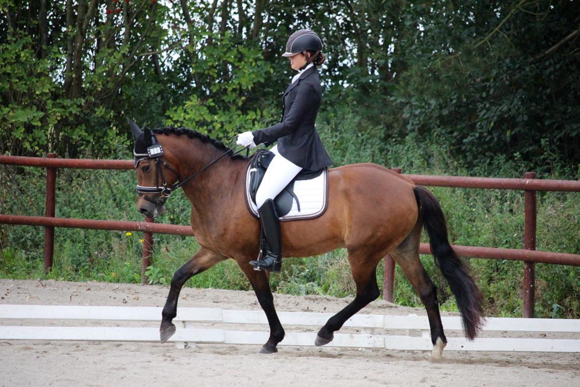 New Forest Kærgaardens Cayenne - Stevns rideklub 2016 billede 3