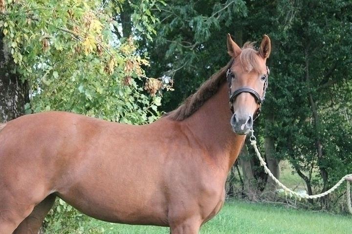Dansk Varmblod Ulove des la'cuba ax billede 15