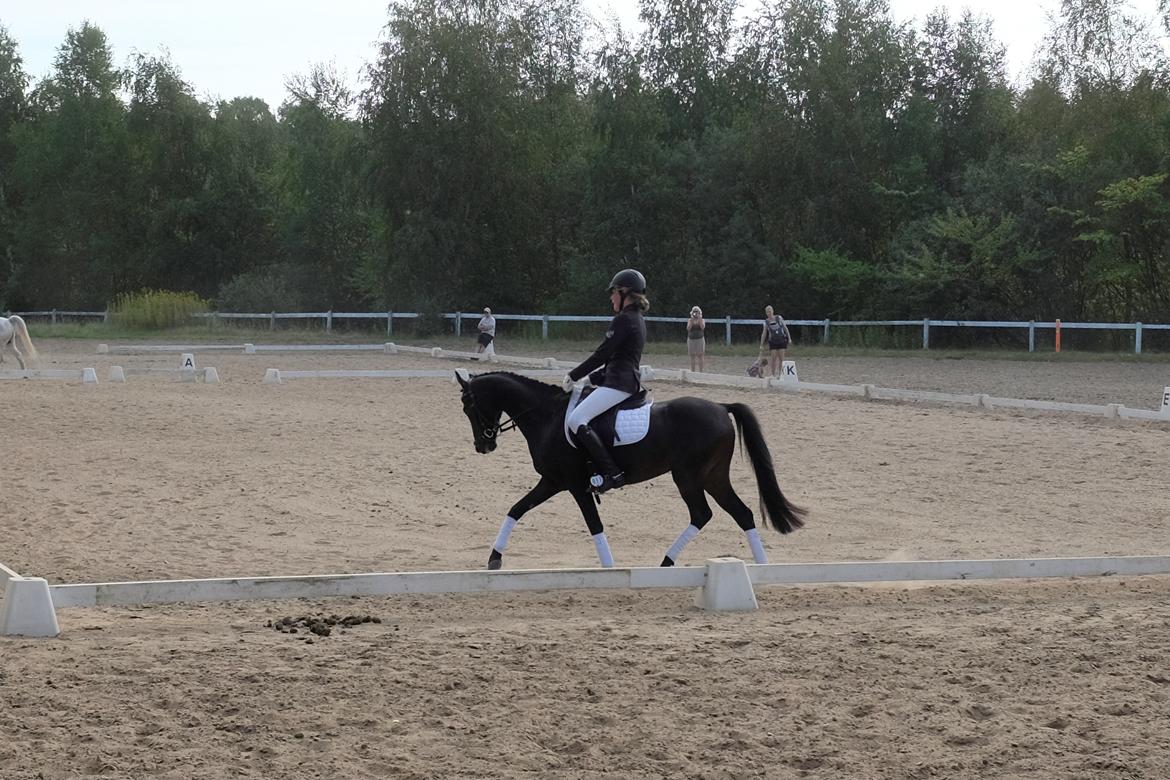 DSP Festina's Chevi *bestie* - Stævne den 11-9/2016 - det går fremad <3 :D billede 6