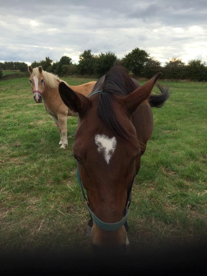 Dansk Varmblod Chanell (Gimpe)  billede 18