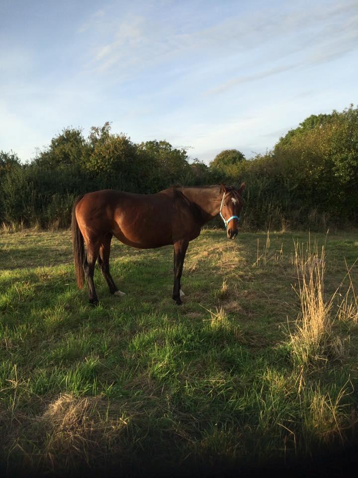 Dansk Varmblod Chanell (Gimpe)  billede 19