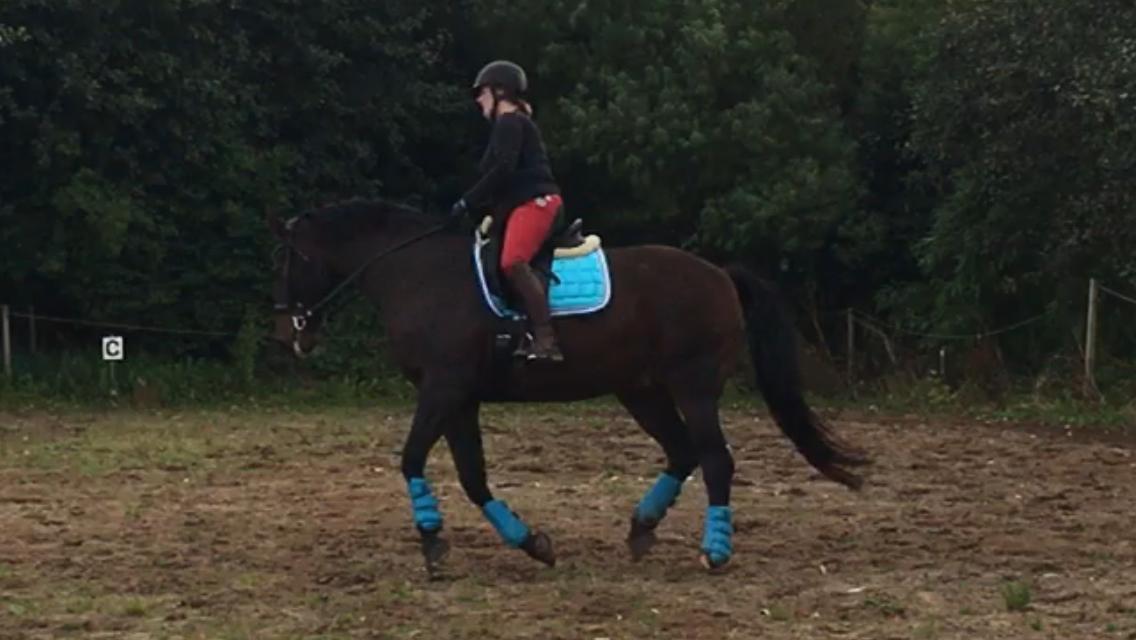 Westfaler Nisgaards Fandango billede 25