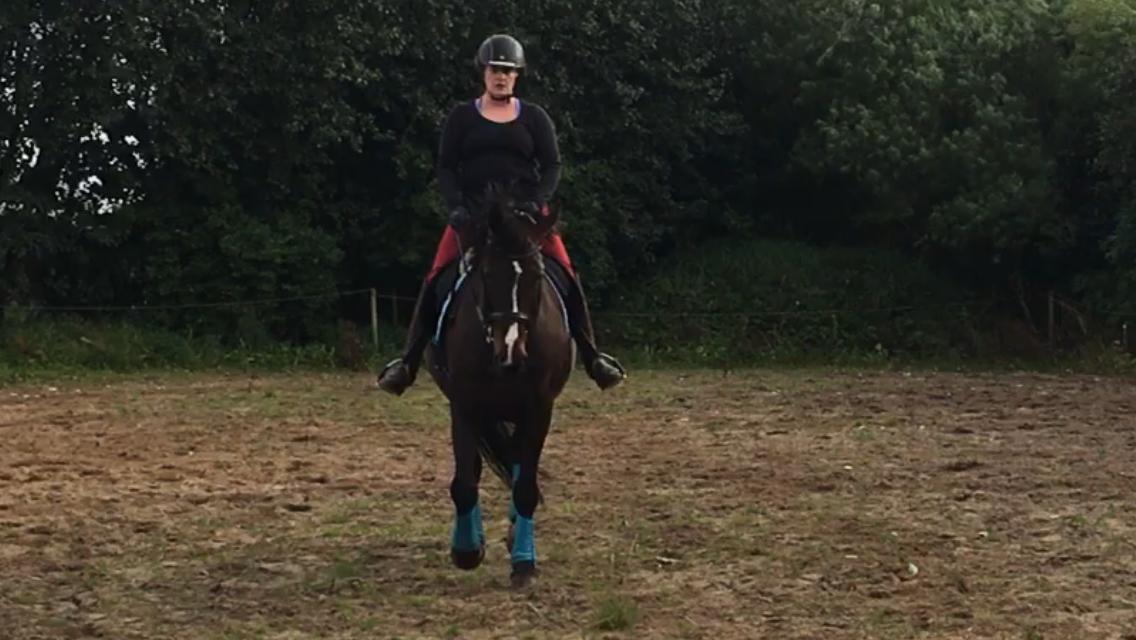 Westfaler Nisgaards Fandango billede 26