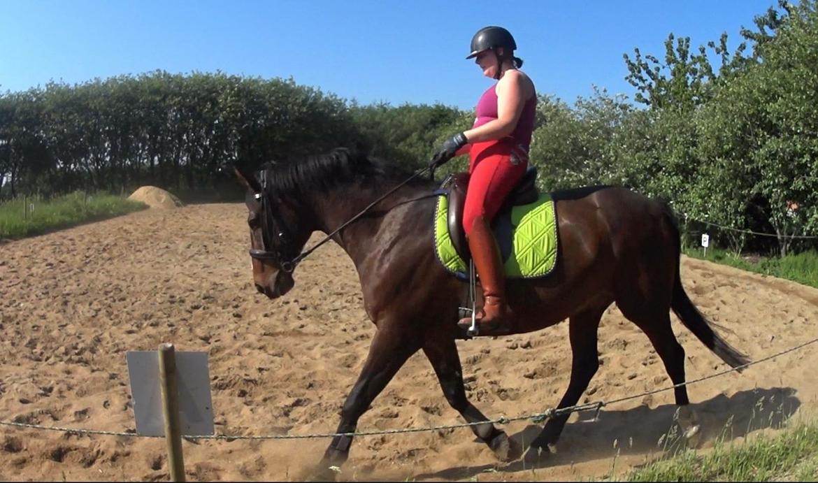 Westfaler Nisgaards Fandango billede 21