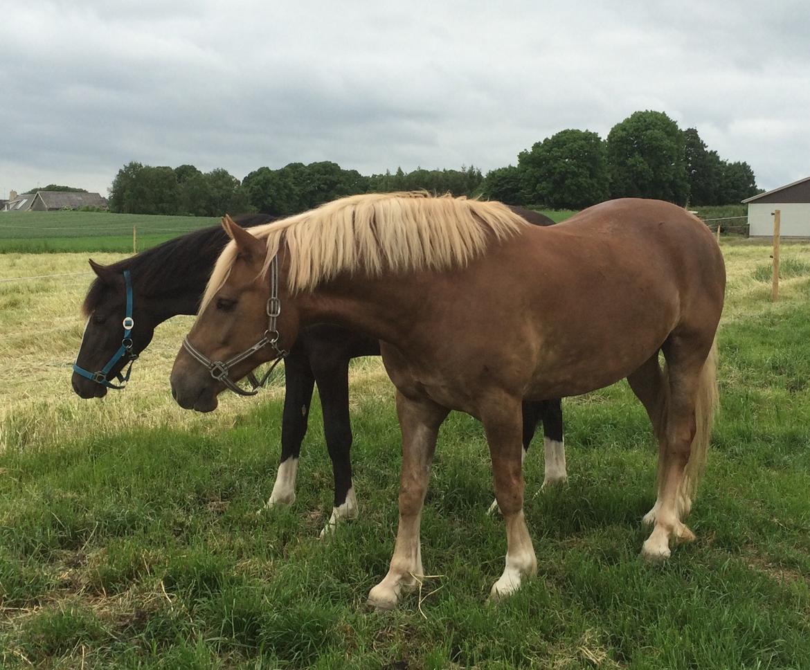 Welsh Cob (sec D) Mr. Roy billede 49