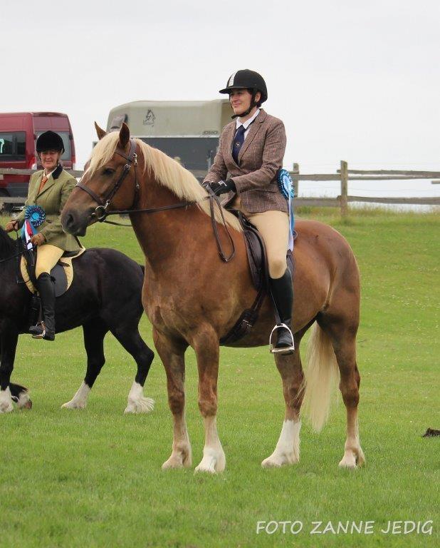 Welsh Cob (sec D) Mr. Roy billede 1