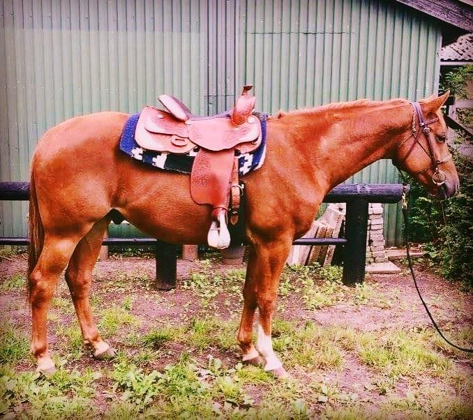 Quarter Macs Good N Powerful billede 11