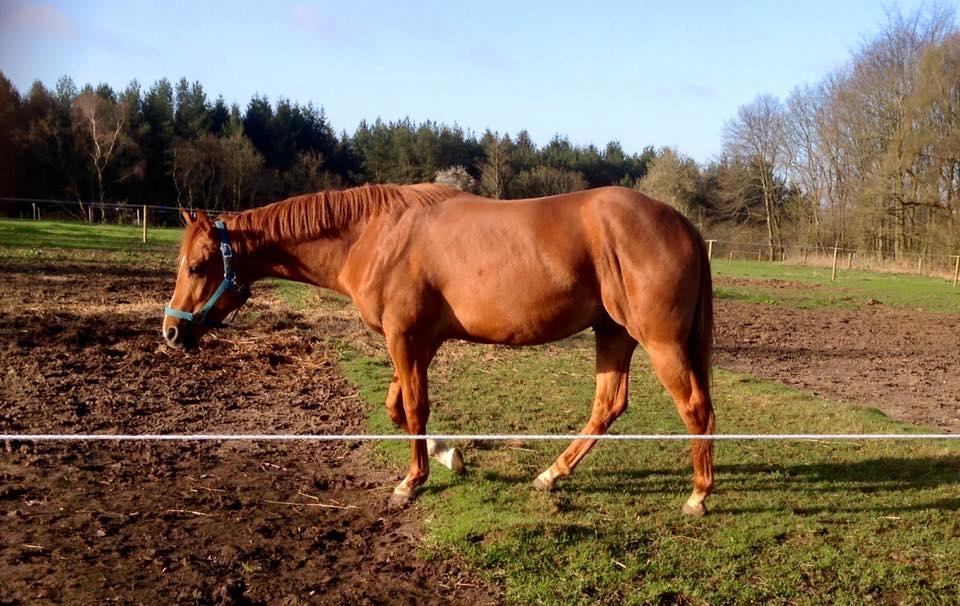 Quarter Macs Good N Powerful billede 12