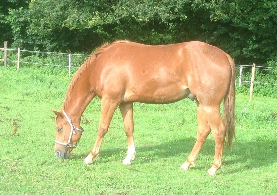 Quarter Macs Good N Powerful billede 13