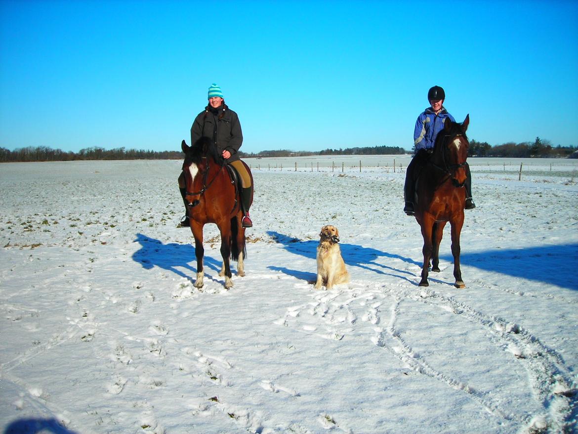 New Forest Malido billede 15