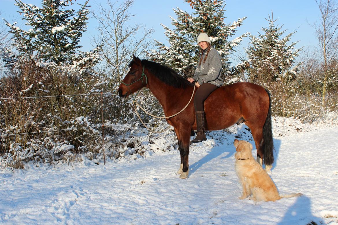 New Forest Malido billede 3