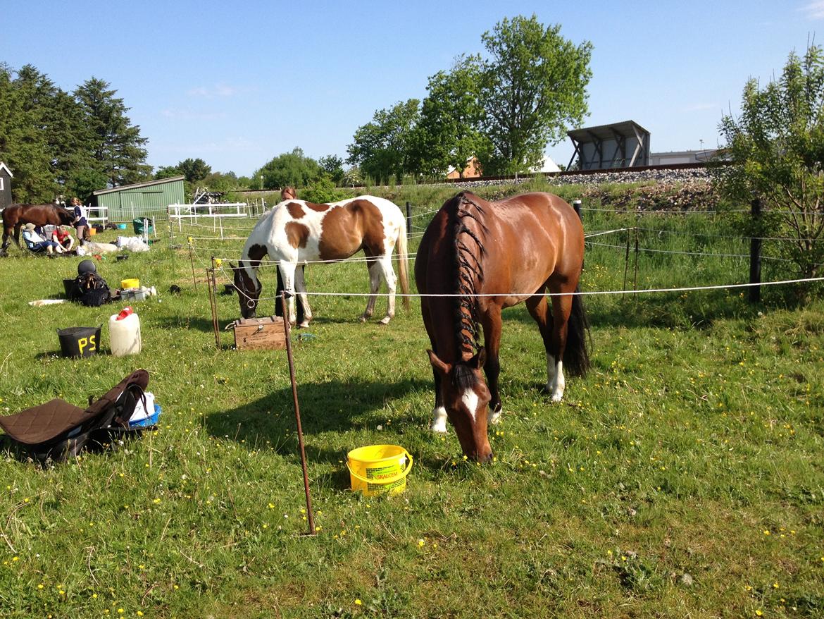 New Forest Malido billede 20