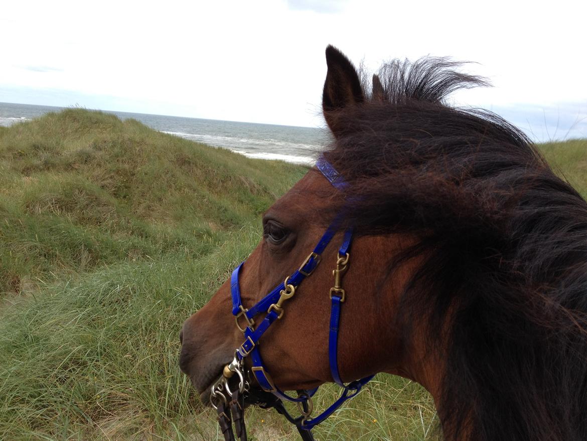 New Forest Malido billede 6