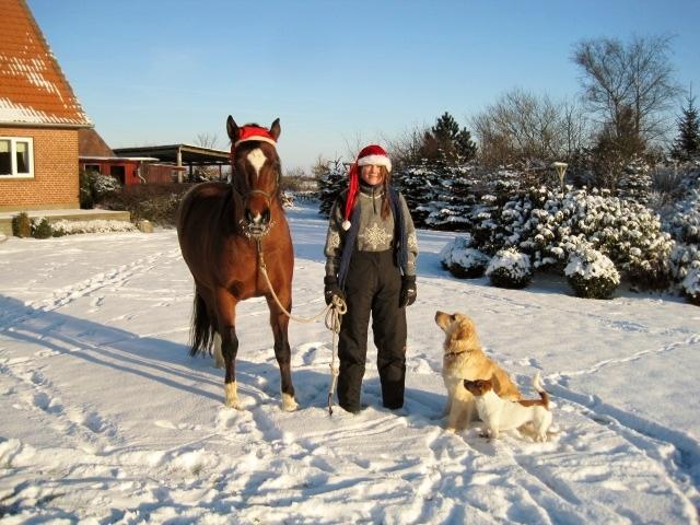 New Forest Malido billede 4