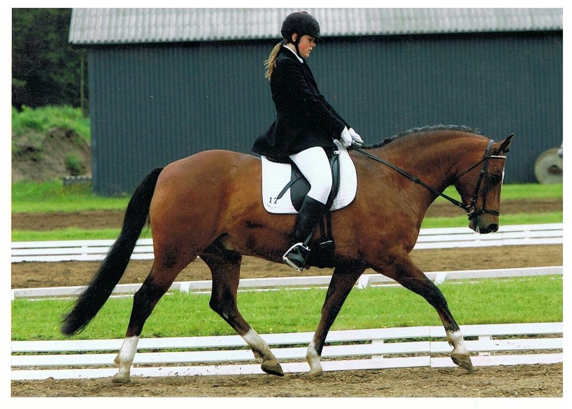 New Forest Malido billede 19