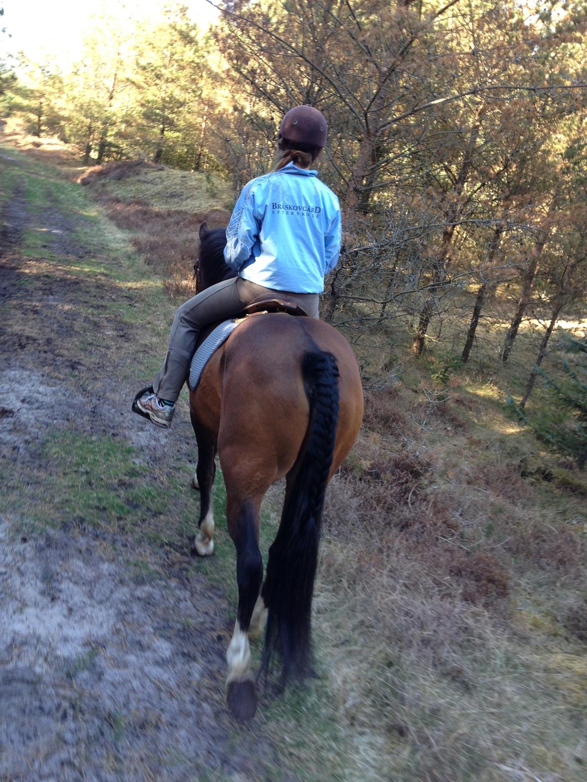 New Forest Malido billede 5