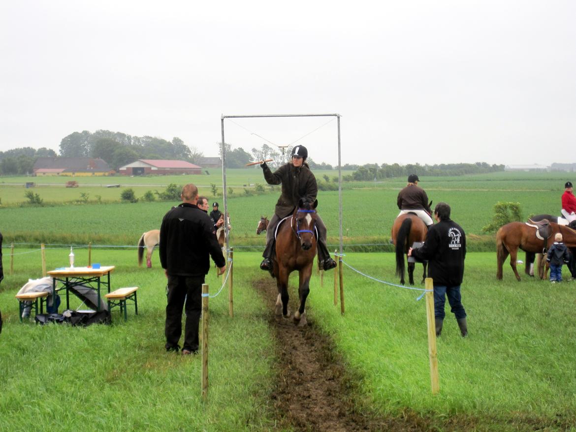 New Forest Malido billede 21