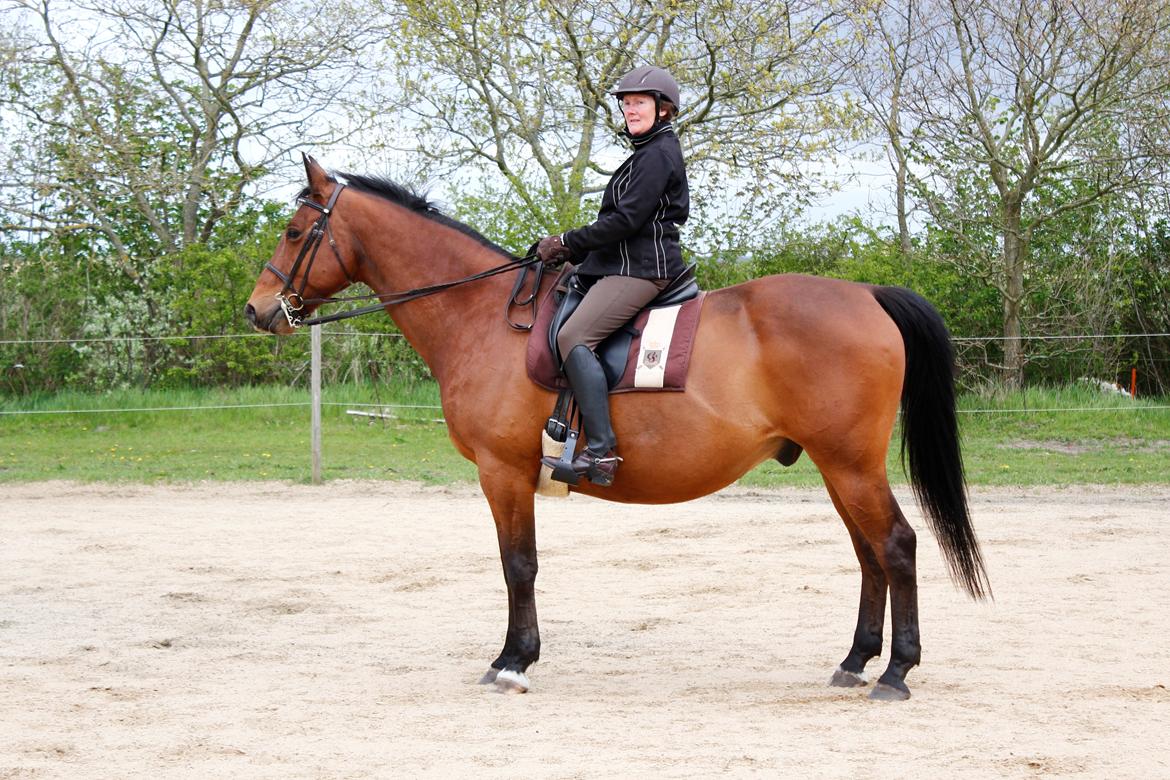 Dansk Varmblod Klostervangs nautilus billede 12