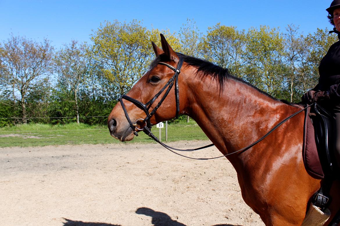 Dansk Varmblod Klostervangs nautilus billede 2