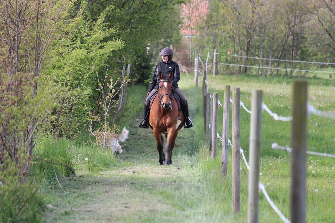 Dansk Varmblod Klostervangs nautilus billede 15
