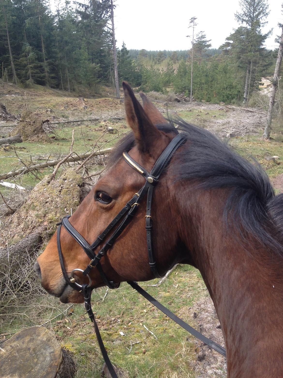 Dansk Varmblod Klostervangs nautilus billede 14