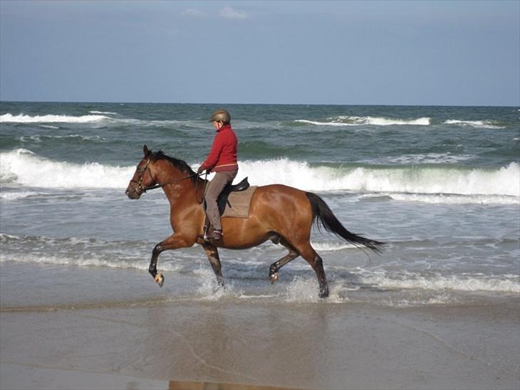 Dansk Varmblod Klostervangs nautilus billede 6