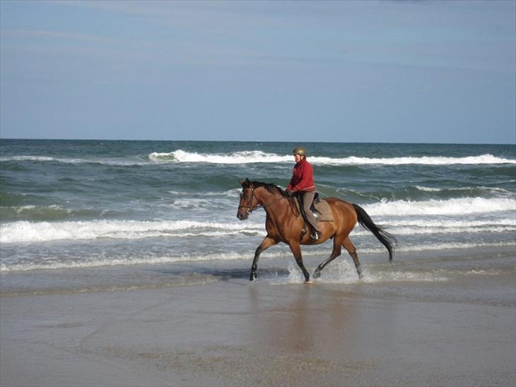 Dansk Varmblod Klostervangs nautilus billede 3