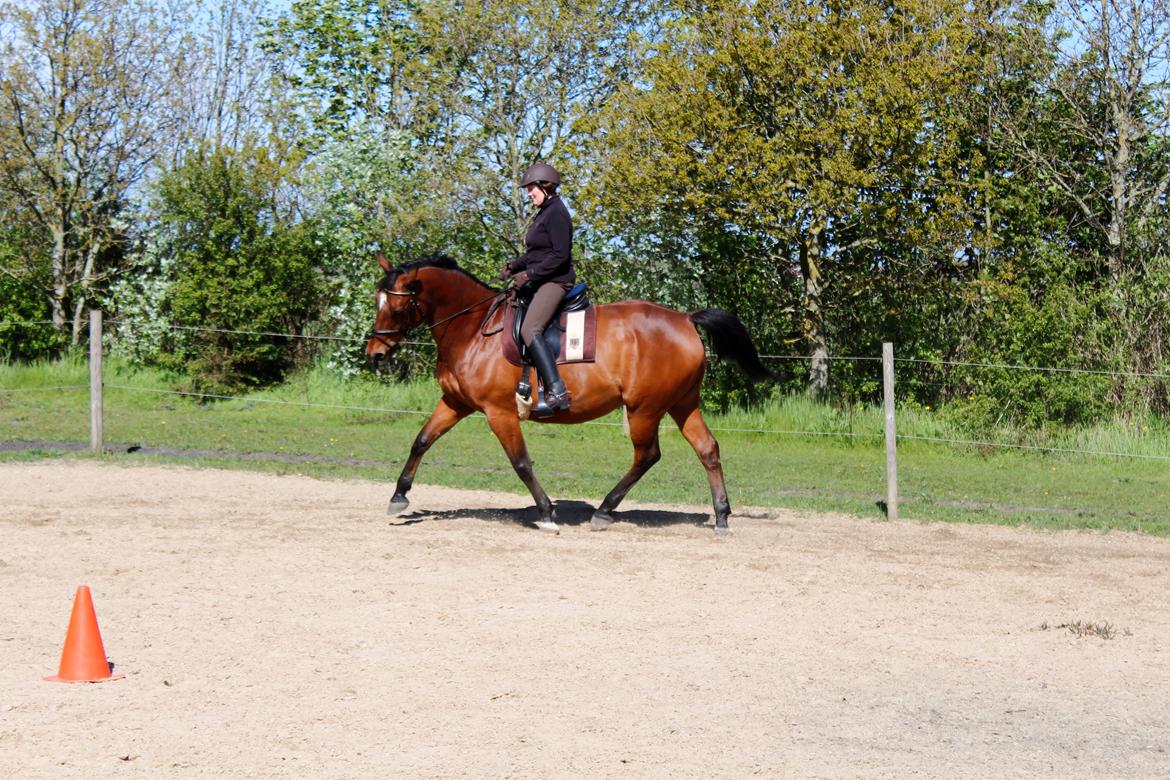Dansk Varmblod Klostervangs nautilus billede 8