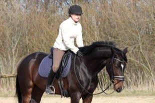 Dansk Varmblod Hexarin grønvang billede 14