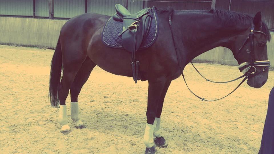 Dansk Varmblod Hexarin grønvang billede 16