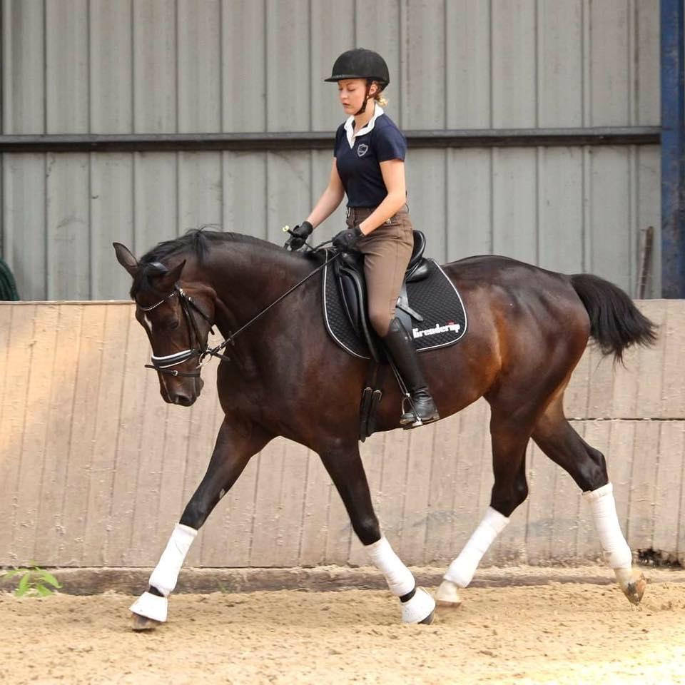 Dansk Varmblod Hexarin grønvang billede 17