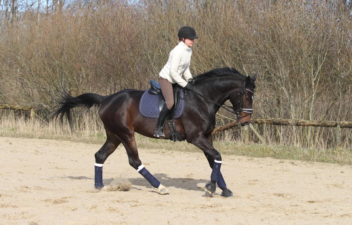 Dansk Varmblod Hexarin grønvang billede 18