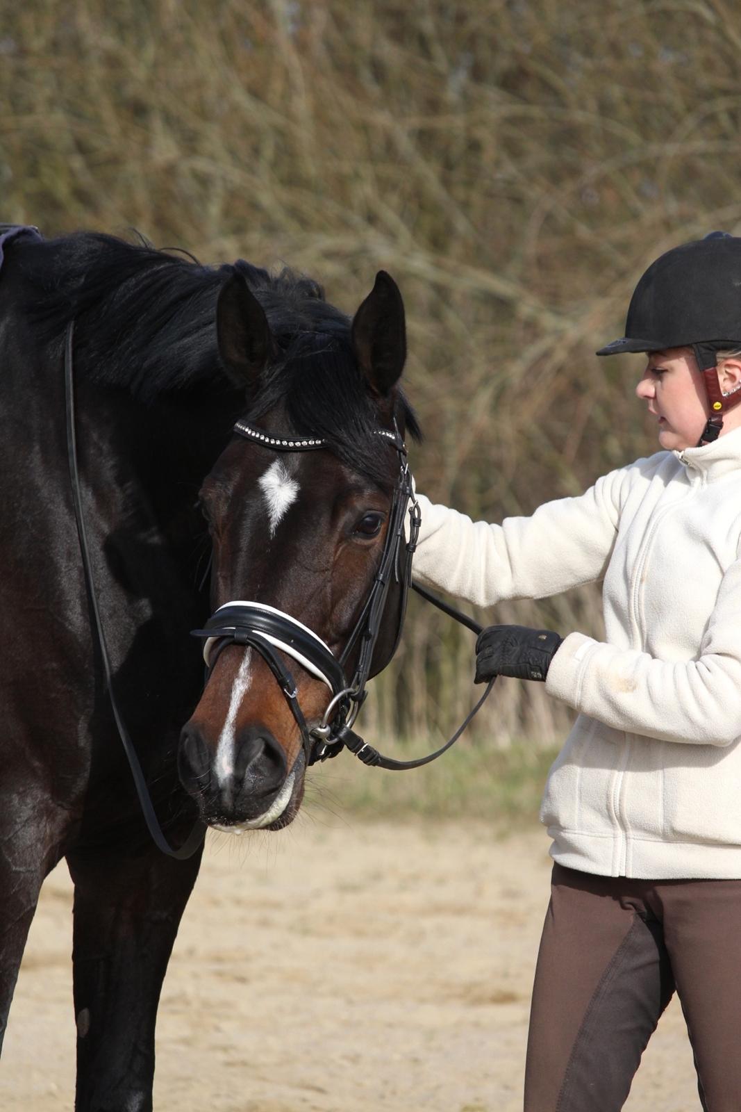 Dansk Varmblod Hexarin grønvang billede 19
