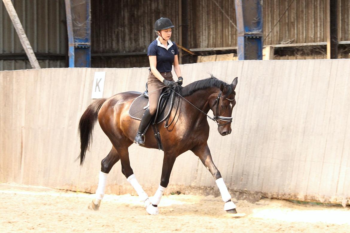 Dansk Varmblod Hexarin grønvang billede 20