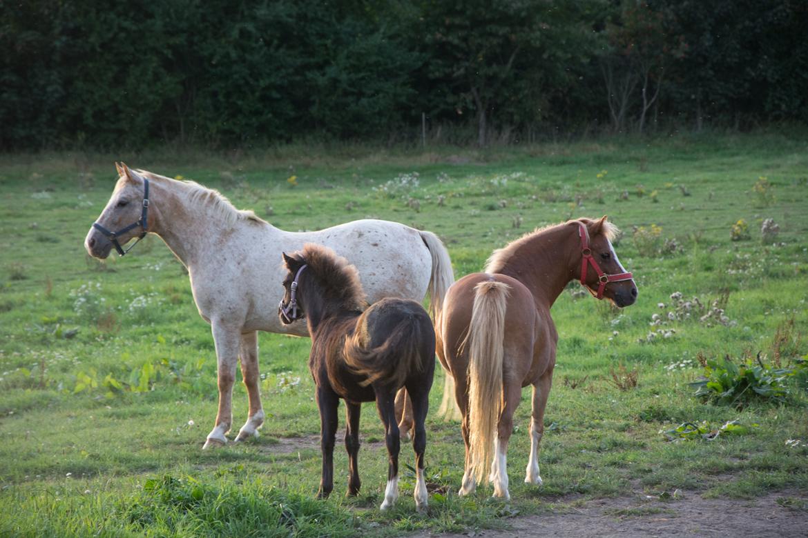 Welsh Mountain (sec A) Harvest Babeths Sunshine WM 1065 - August 2016 billede 16