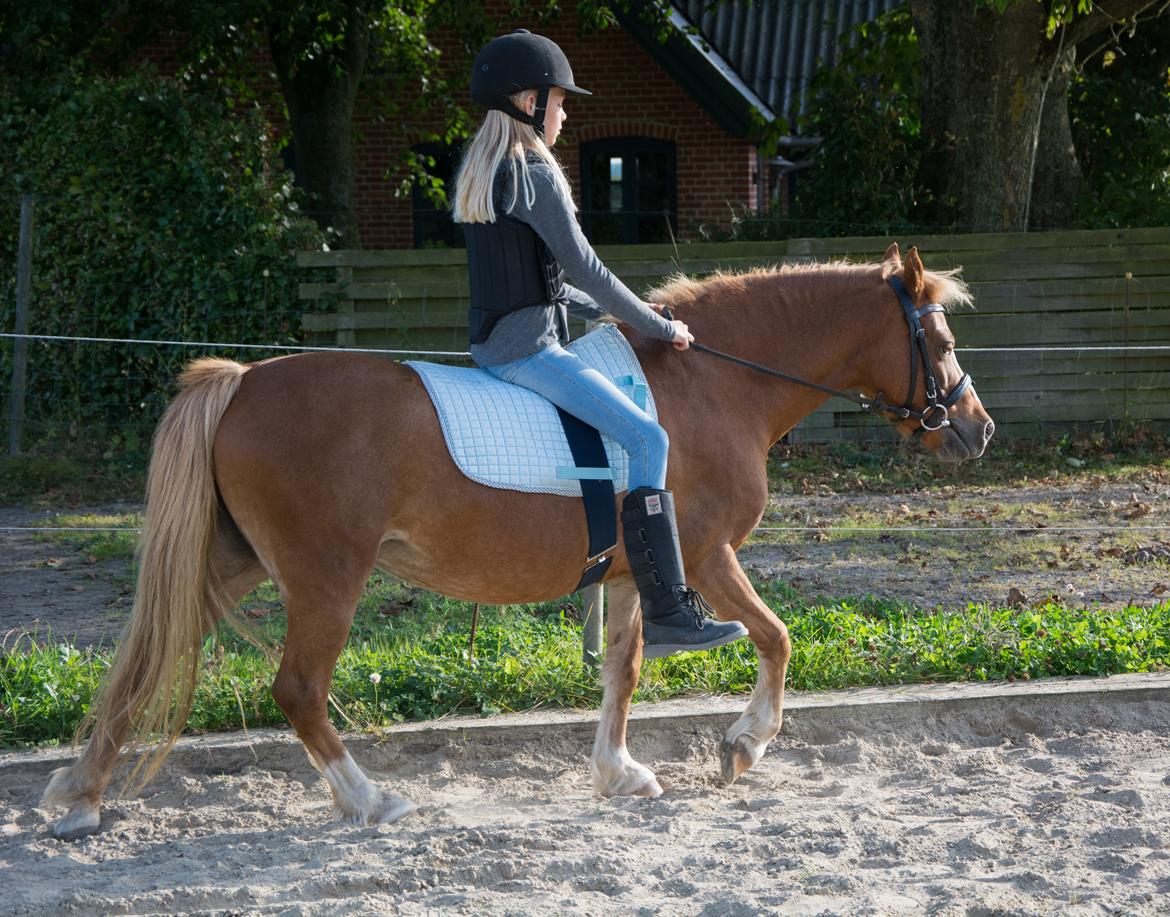 Welsh Mountain (sec A) Harvest Babeths Sunshine WM 1065 - Ridepony - Efterår 2016 billede 10