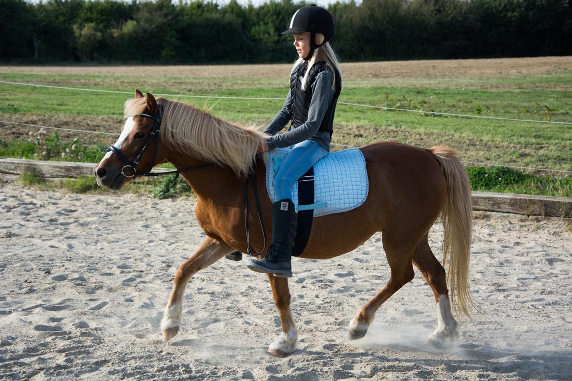 Welsh Mountain (sec A) Harvest Babeths Sunshine WM 1065 - Ridepony - Efterår 2016 billede 11