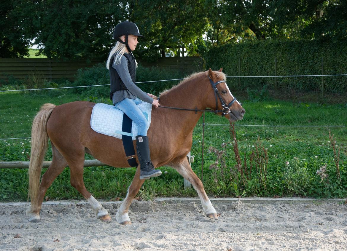 Welsh Mountain (sec A) Harvest Babeths Sunshine WM 1065 - Ridepony - Efterår 2016 billede 14