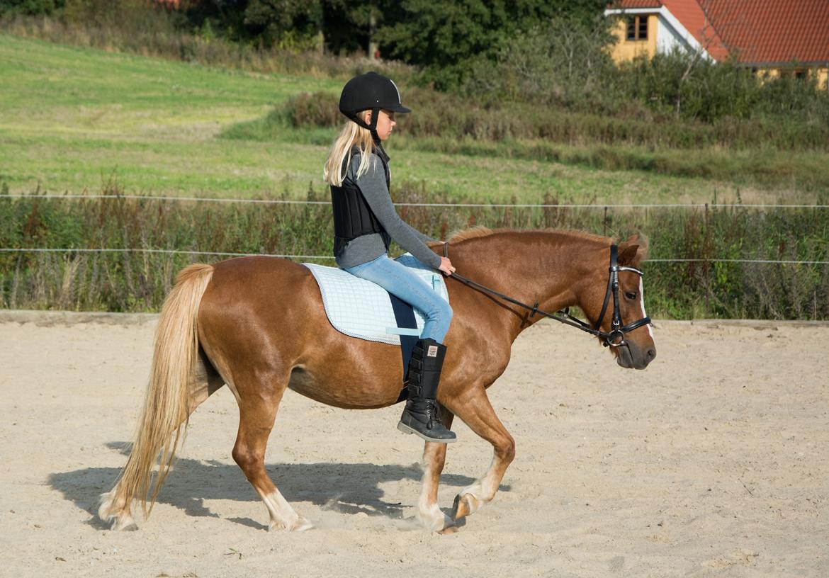 Welsh Mountain (sec A) Harvest Babeths Sunshine WM 1065 - Ridepony - Efterår 2016 billede 13