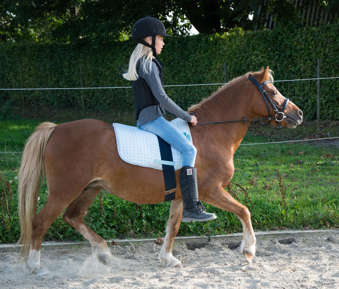 Welsh Mountain (sec A) Harvest Babeths Sunshine WM 1065 - Ridepony - Efterår 2016 billede 12