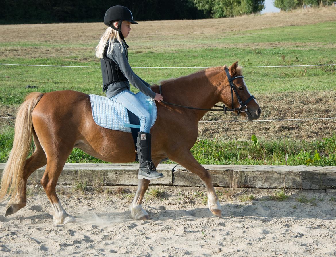 Welsh Mountain (sec A) Harvest Babeths Sunshine WM 1065 - Ridepony - Efterår 2016 billede 15