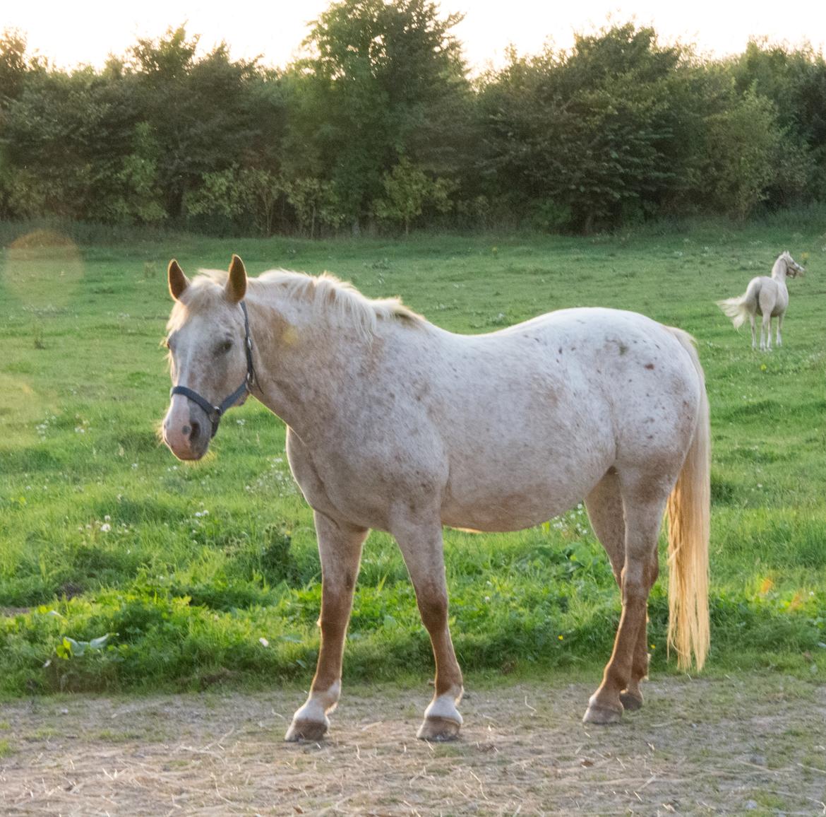 Anden særlig race Athene - Athene sommer 2016 billede 10