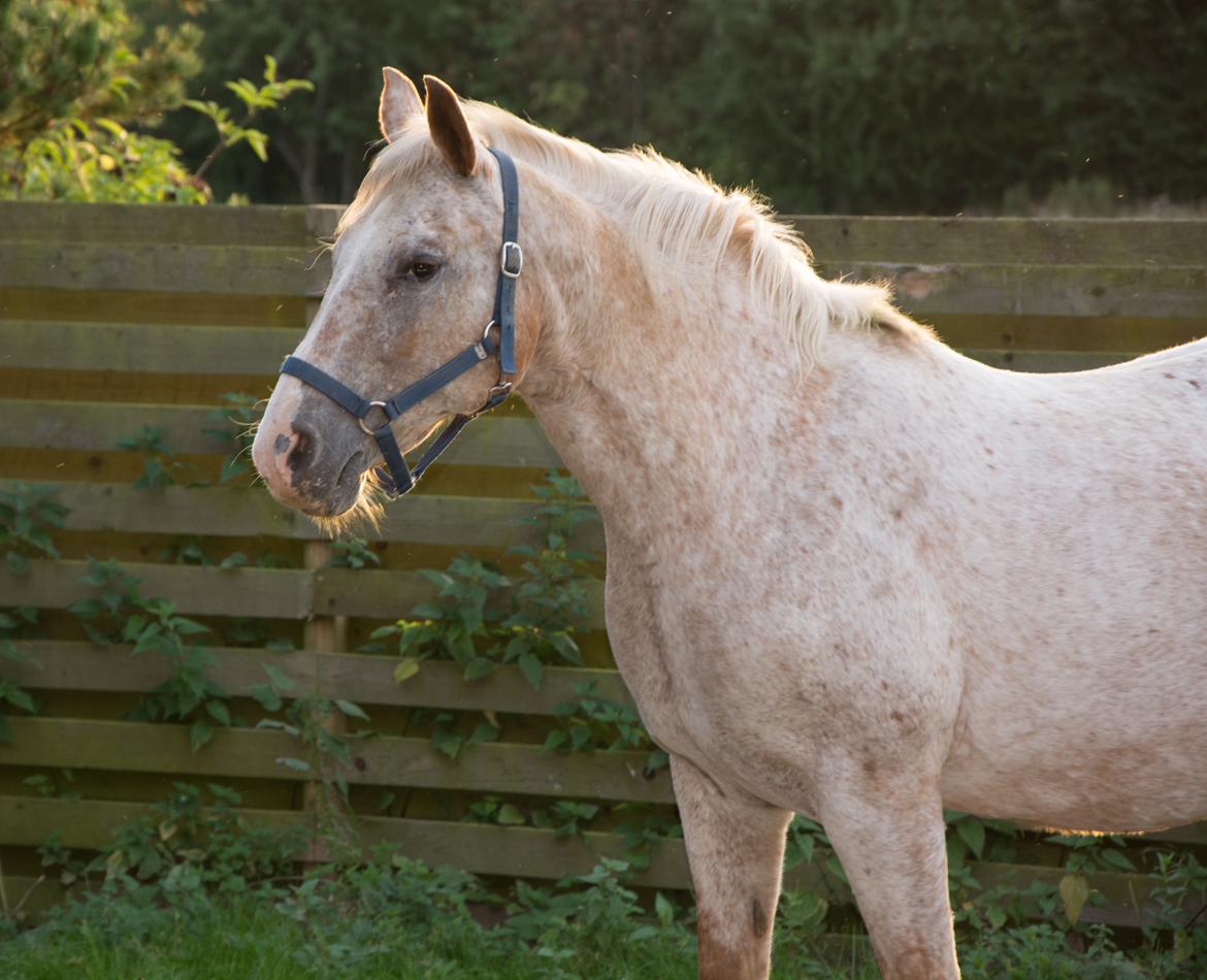 Anden særlig race Athene - Sommer 2016 billede 11