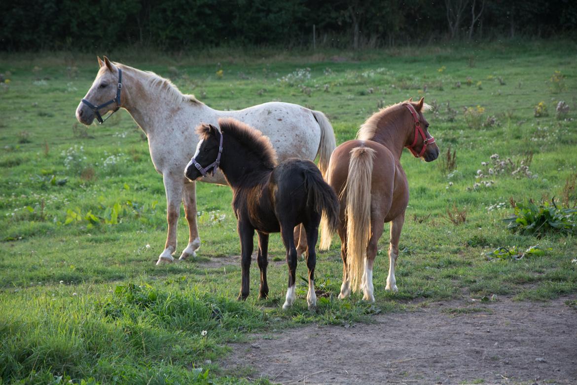 Anden særlig race Athene - Sommer 2016 billede 12