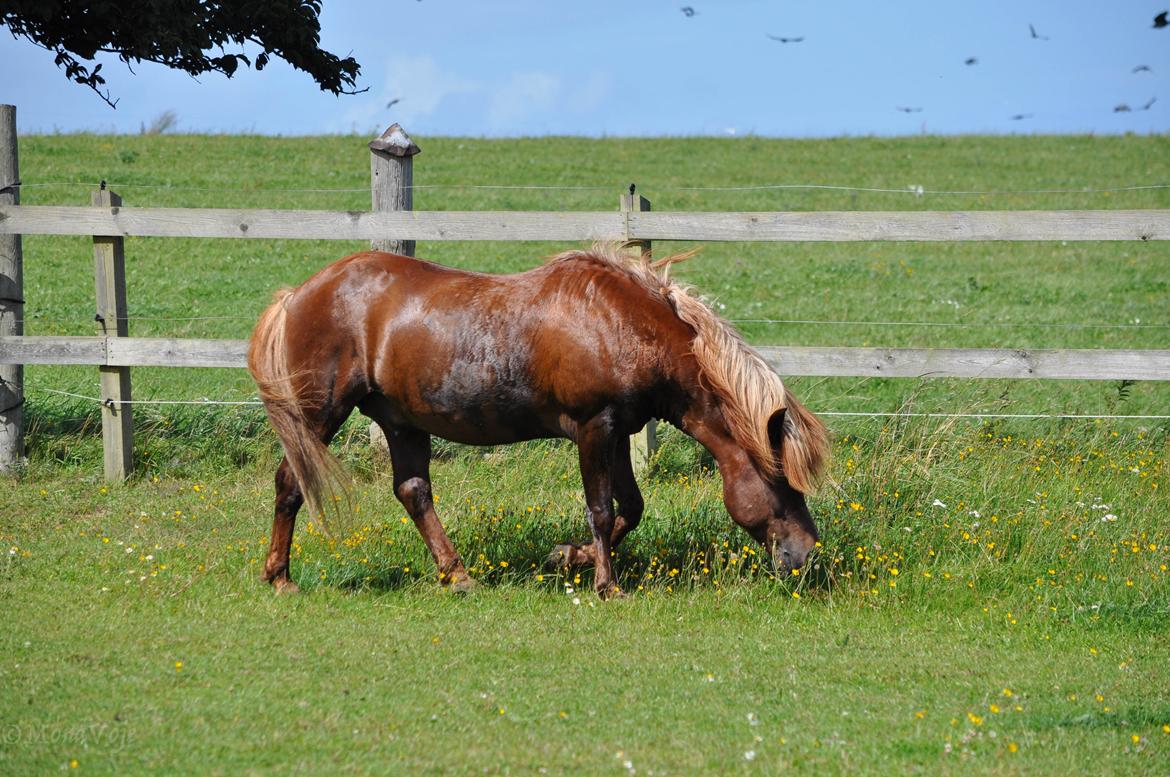 Nordlands Oksnes Ville billede 3