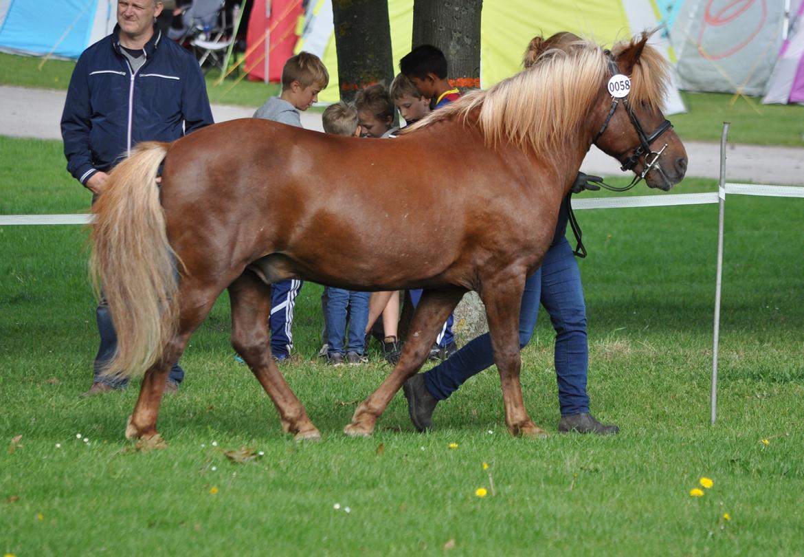 Nordlands Oksnes Ville billede 4