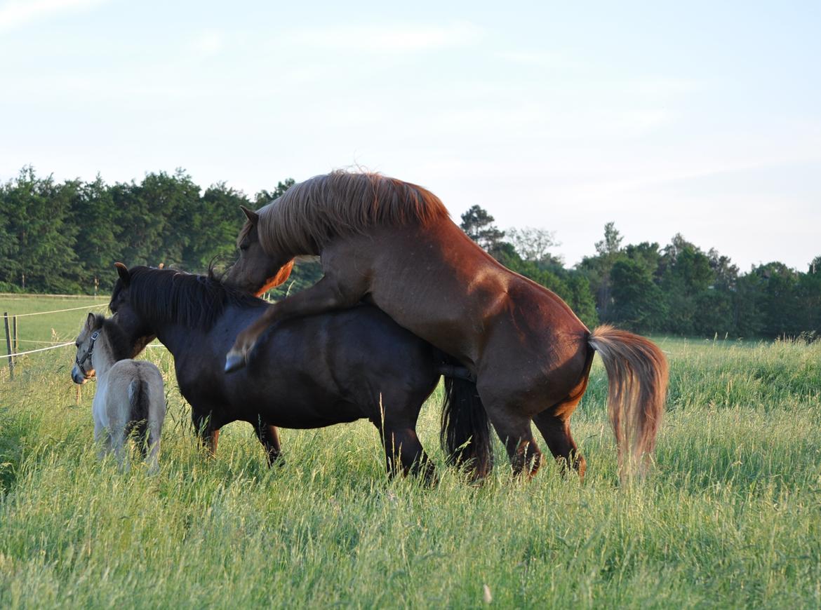 Nordlands Oksnes Ville billede 7