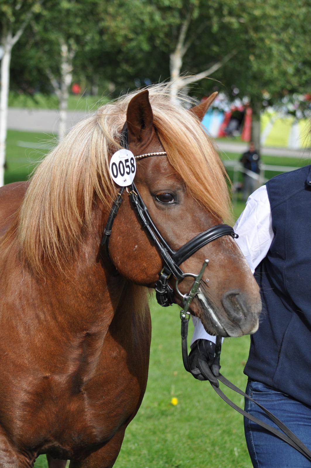 Nordlands Oksnes Ville billede 5